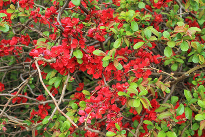 20 Dwarf Quince (Chaenomeles Japonica) Seeds