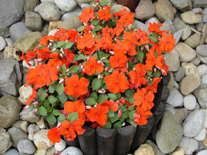 50 Dwarf Impatiens (Impatiens Walleriana) Seeds