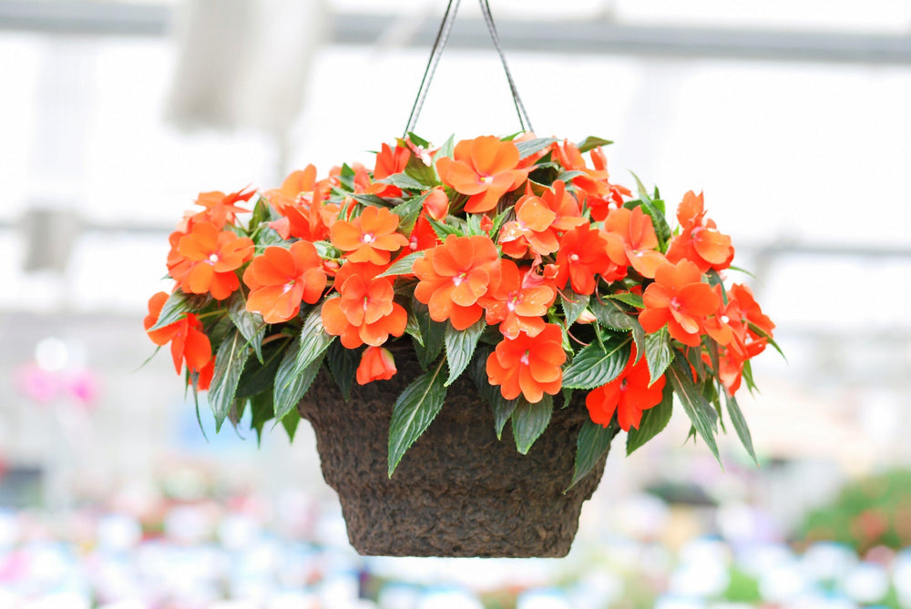 50 Dwarf Impatiens (Impatiens Walleriana) Seeds