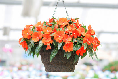 50 Dwarf Impatiens (Impatiens Walleriana) Seeds