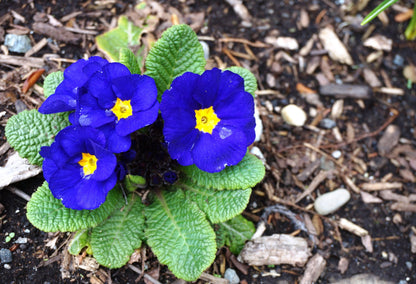 15 Accord Blue English Primrose (Primula Vulgaris) Seeds