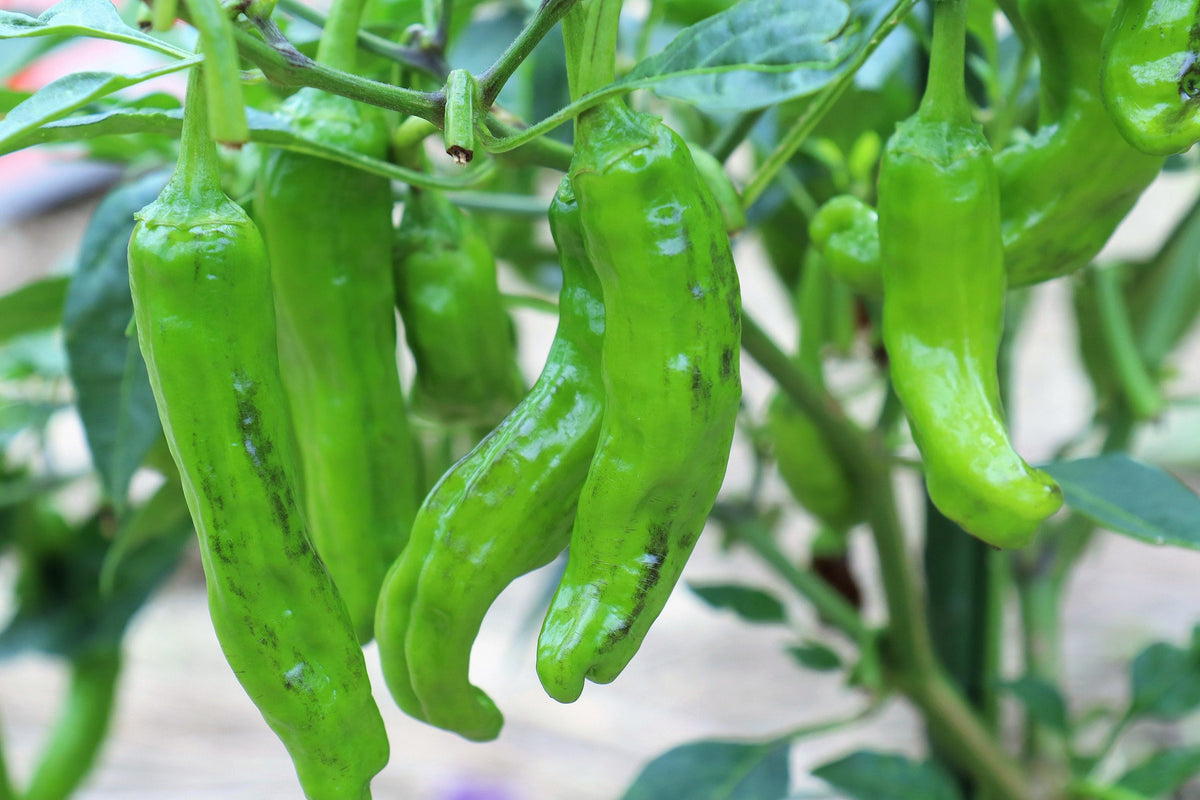 50 Shishito Pepper (Capsicum Annuum) Seeds