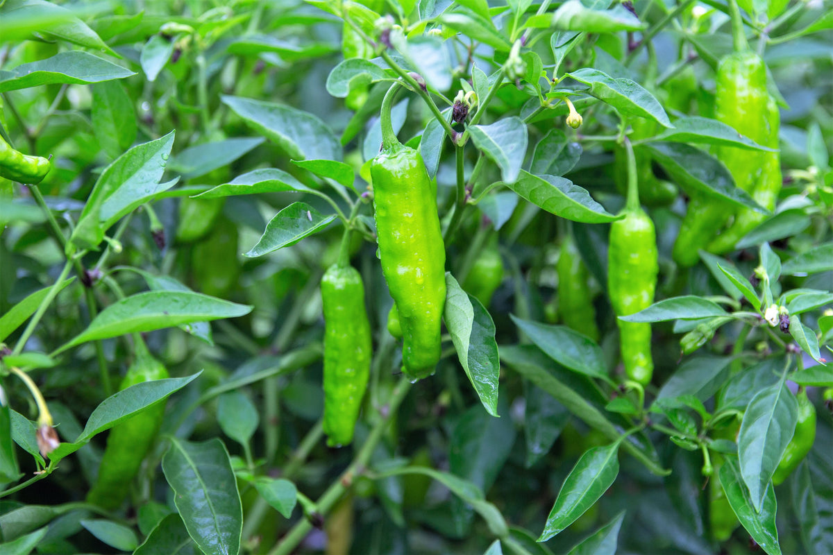 50 Shishito Pepper (Capsicum Annuum) Seeds