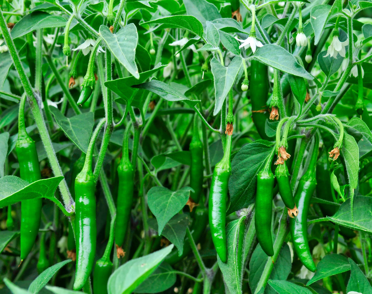 Big Jim Pepper (Capsicum annuum) Seeds – 100 ct