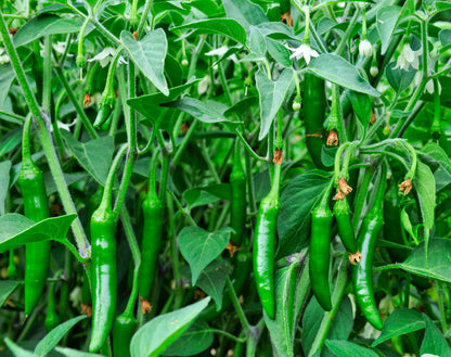 Big Jim Pepper (Capsicum annuum) Seeds – 100 ct