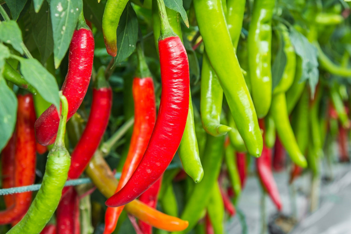 Big Jim Pepper (Capsicum annuum) Seeds – 100 ct