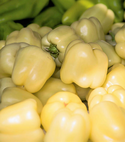 50 WHITE CLOUD BELL PEPPER Sweet Mild Capsicum Annuum Vegetable Seeds