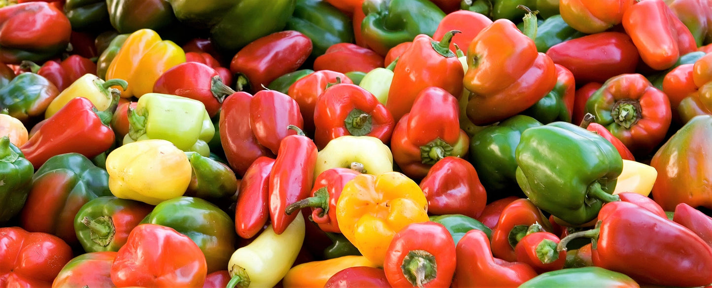 150 Rainbow Bell Pepper (Capsicum Annuum) Seeds