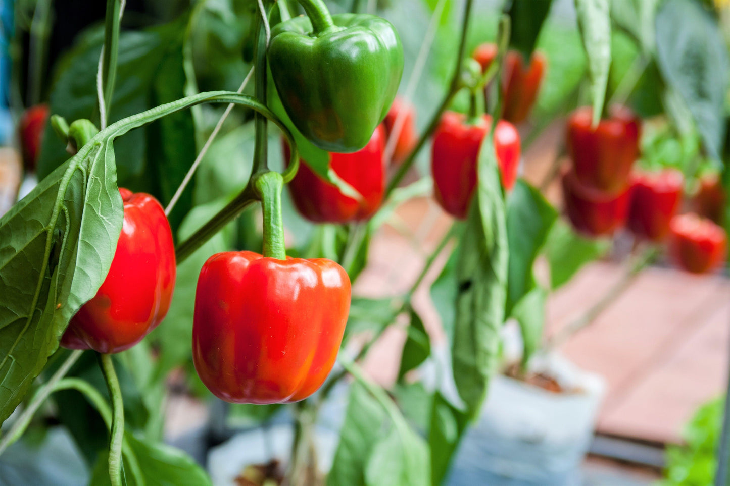 20 Mini Bell Pepper (Capsicum Annuum) Seeds
