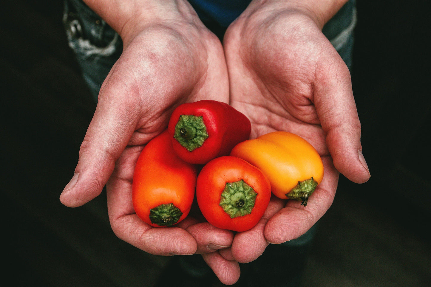 20 Mini Bell Pepper (Capsicum Annuum) Seeds