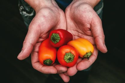 20 Mini Bell Pepper (Capsicum Annuum) Seeds