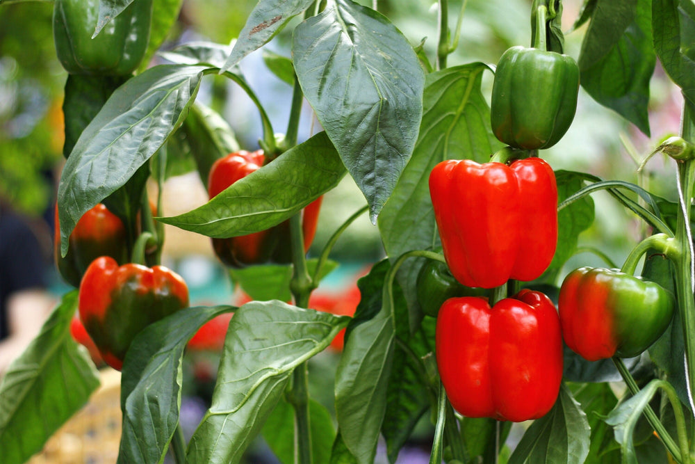 20 Mini Bell Pepper (Capsicum Annuum) Seeds