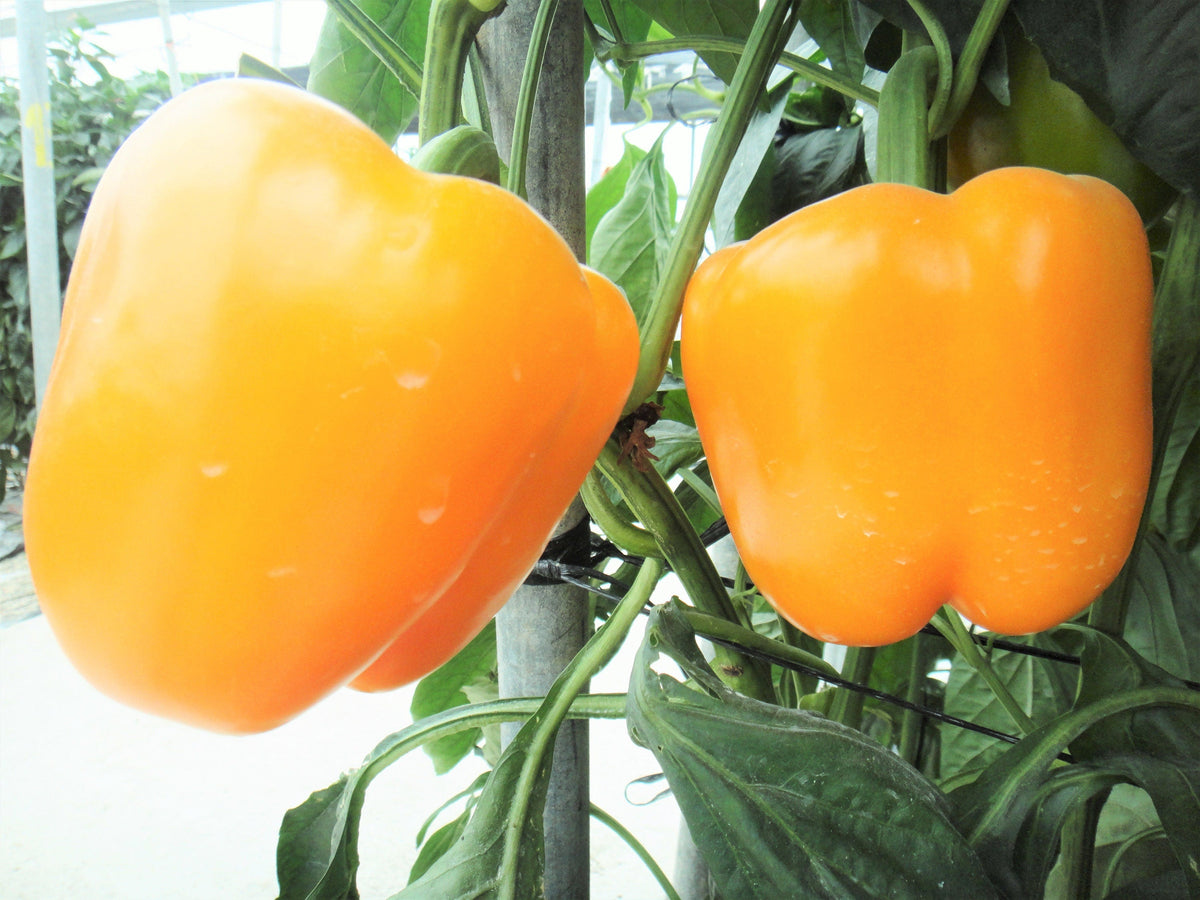 20 Organic Yellow MINI BELL PEPPER Sweet Mild Miniature Capsicum Annuum Vegetable Seeds