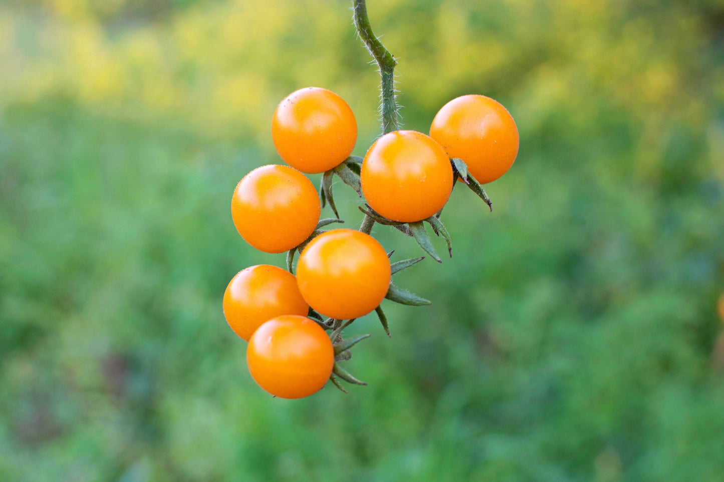 100 Orange cherry Tomato (Solanum Lycopersicum) Seeds