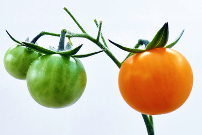 100 Orange cherry Tomato (Solanum Lycopersicum) Seeds