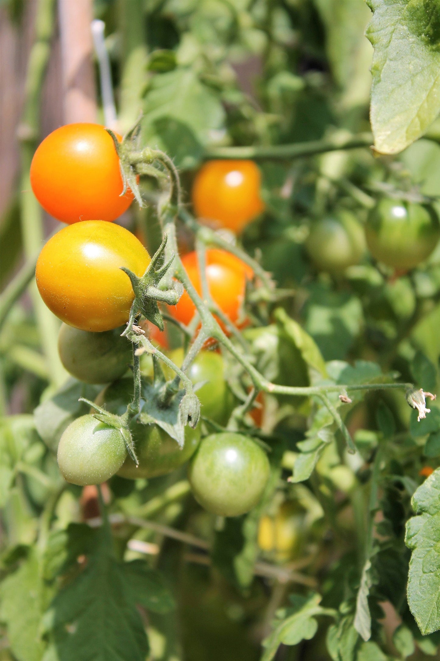 100 Orange cherry Tomato (Solanum Lycopersicum) Seeds