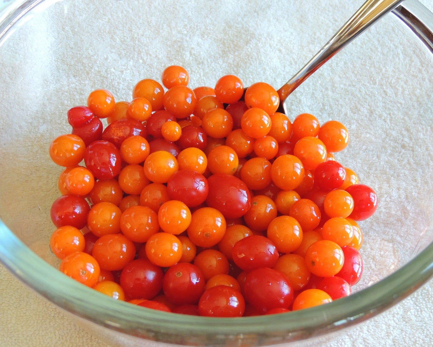 100 Orange cherry Tomato (Solanum Lycopersicum) Seeds