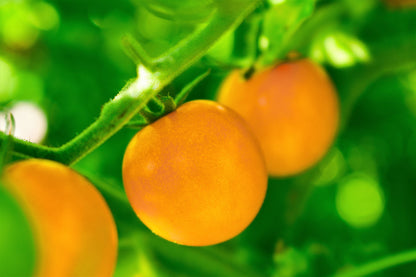 100 Orange cherry Tomato (Solanum Lycopersicum) Seeds