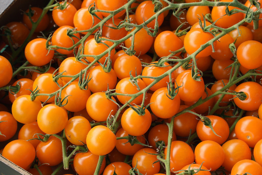 100 Orange cherry Tomato (Solanum Lycopersicum) Seeds