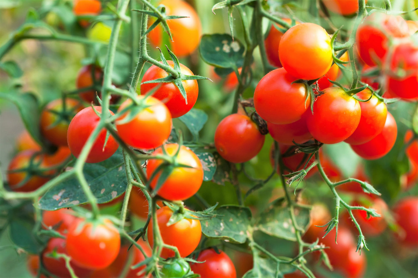 80 Sub Arctic Plenty Tomato (Solanum Lycopersicum) Seeds