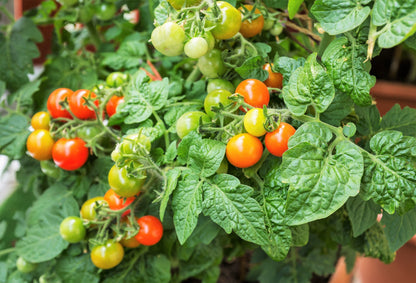 80 Sub Arctic Plenty Tomato (Solanum Lycopersicum) Seeds