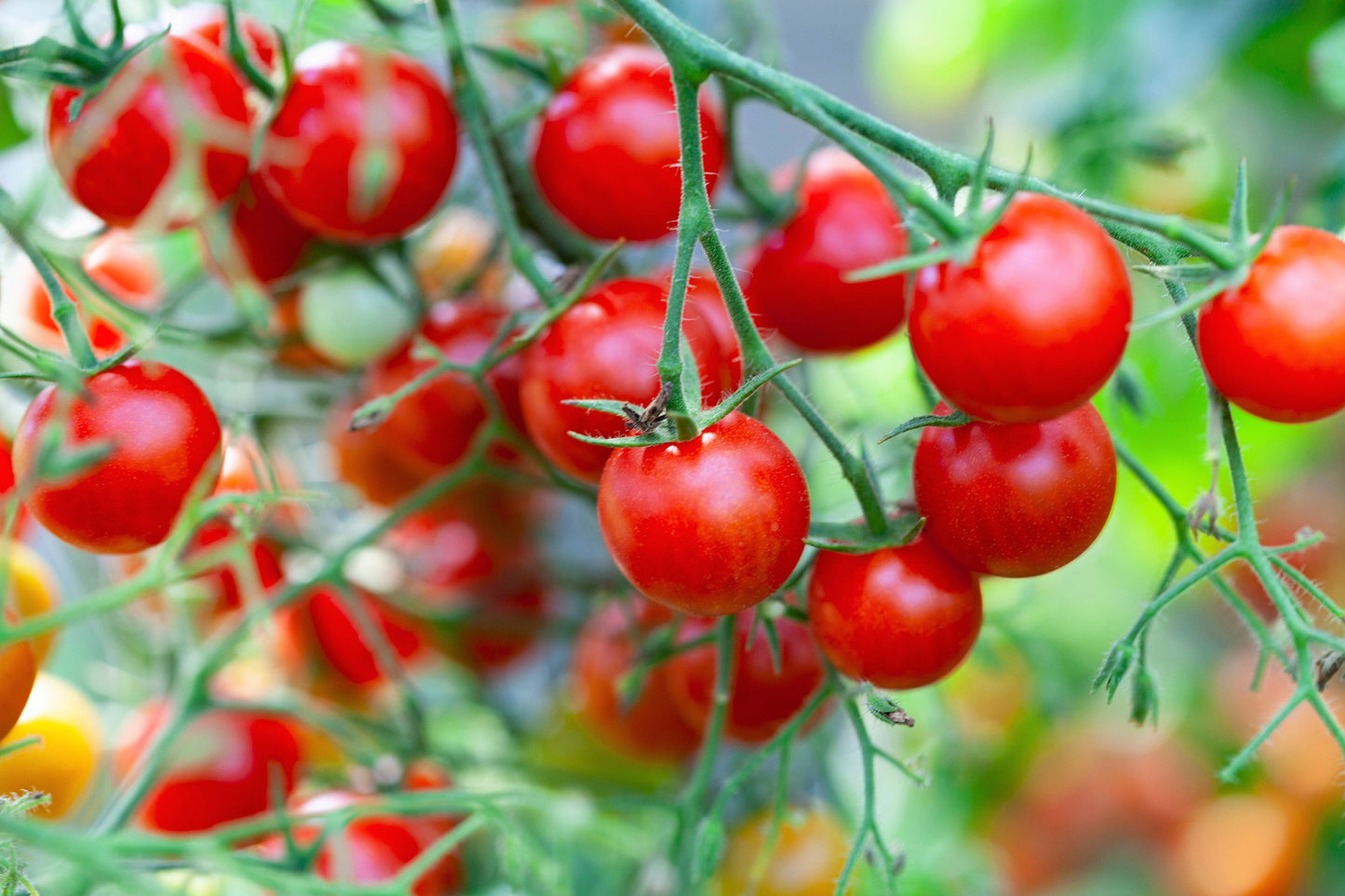 80 Sub Arctic Plenty Tomato (Solanum Lycopersicum) Seeds