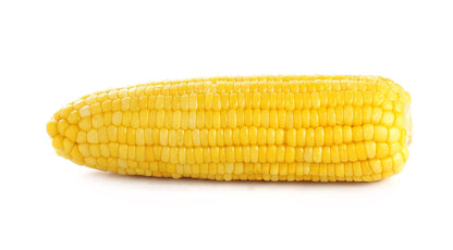 Kandy Korn Sweet Corn (Zea mays) Seeds – 50 ct