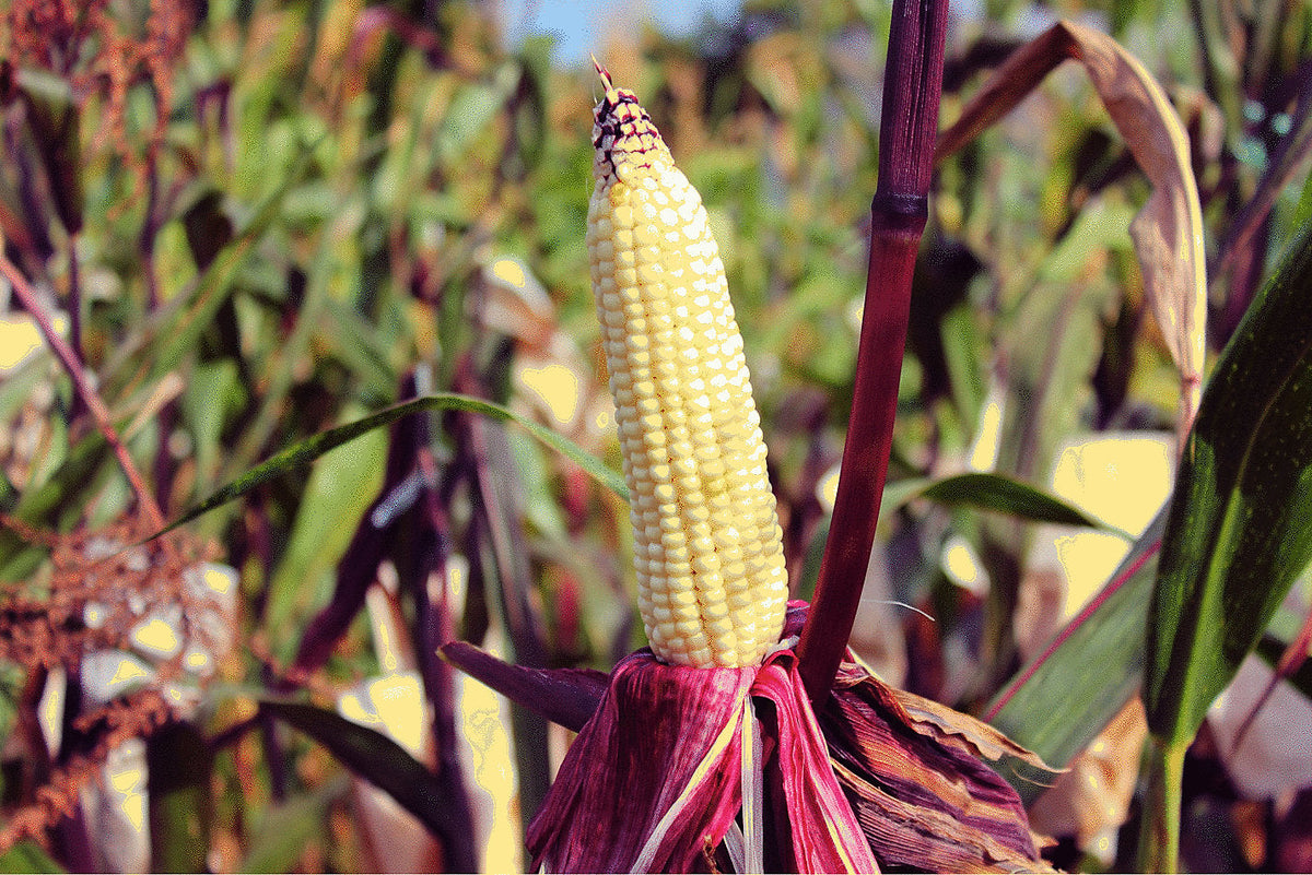 Kandy Korn Sweet Corn (Zea mays) Seeds – 50 ct