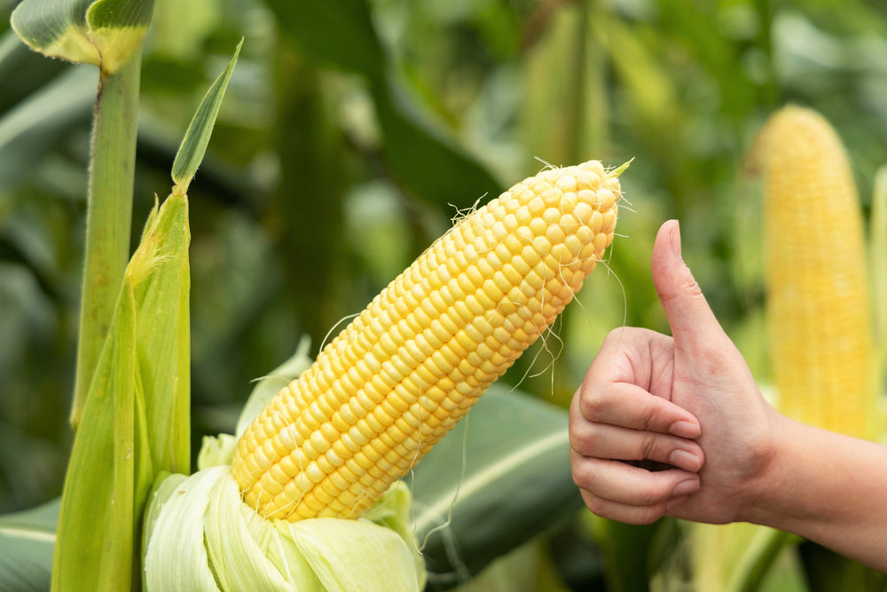 50 Honey Select Corn (Zea Mays) Seeds