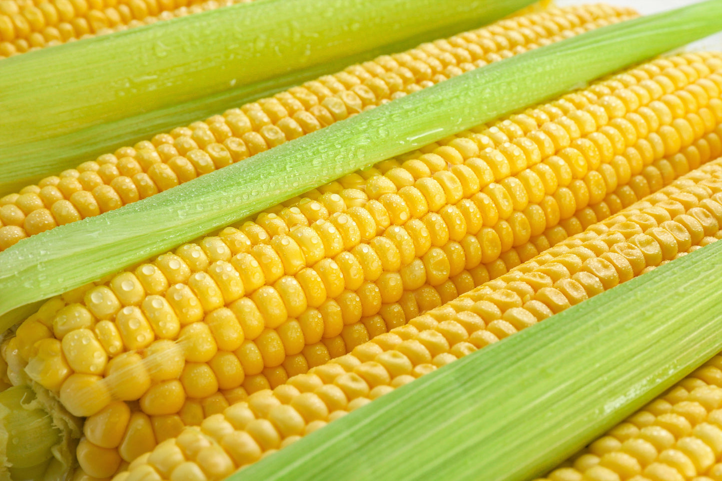 50 Honey Select Corn (Zea Mays) Seeds