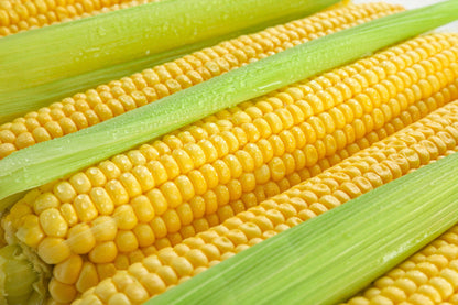 50 Honey Select Corn (Zea Mays) Seeds