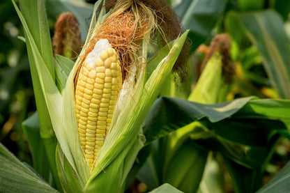 50 Honey Select Corn (Zea Mays) Seeds