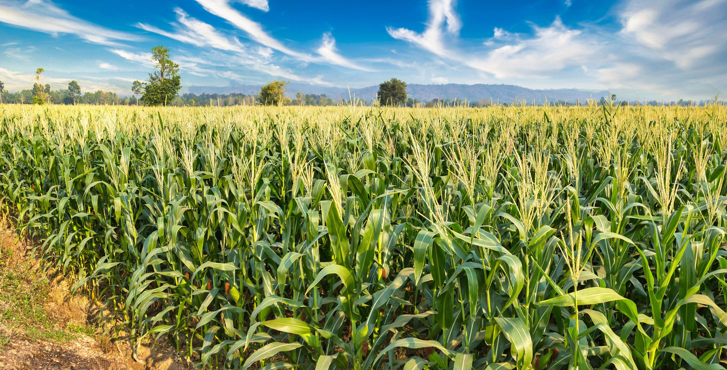 50 Sugar Buns Corn (Zea Mays) Seeds