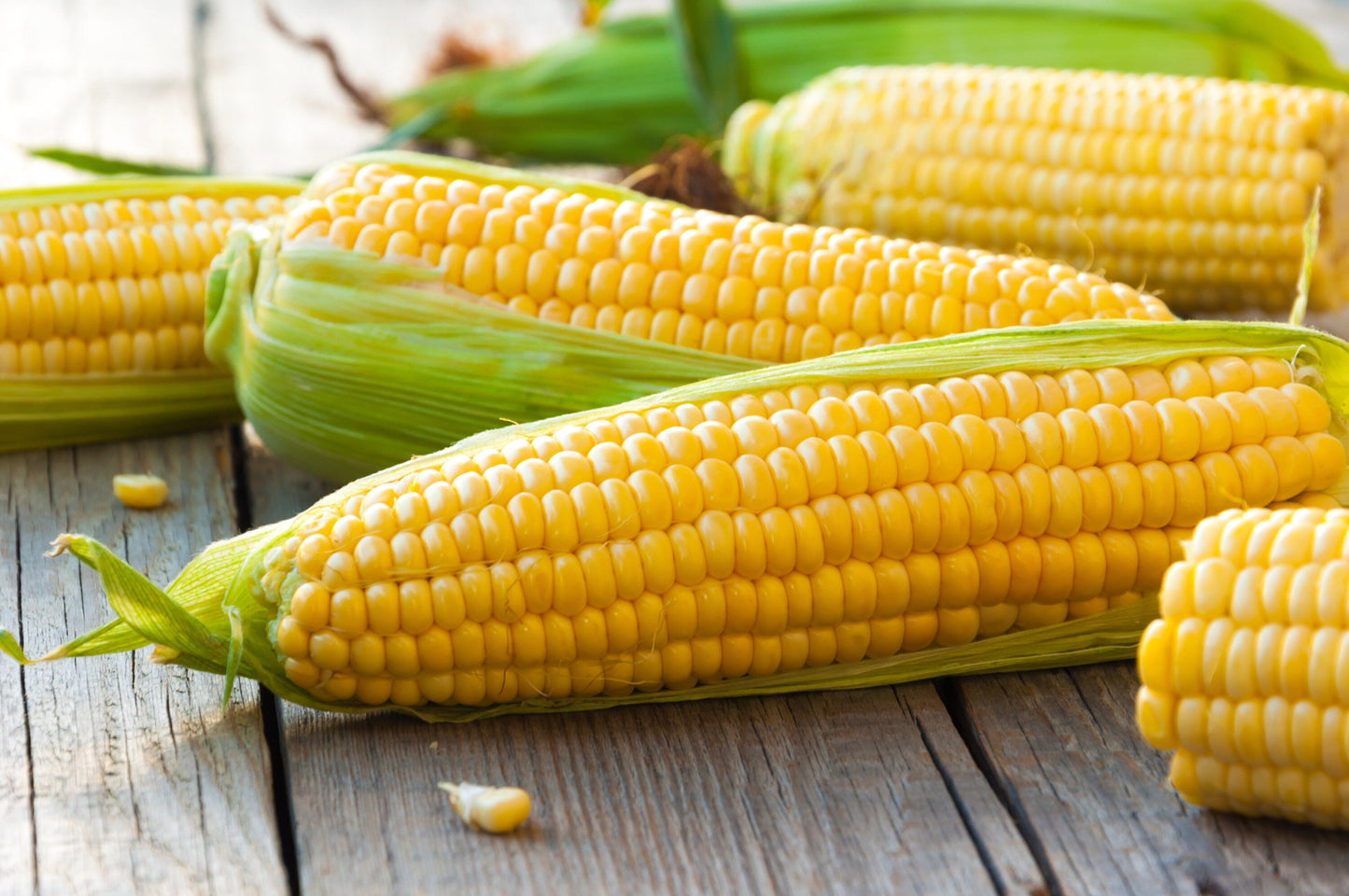 50 Sugar Buns Corn (Zea Mays) Seeds