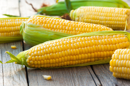 50 Sugar Buns Corn (Zea Mays) Seeds