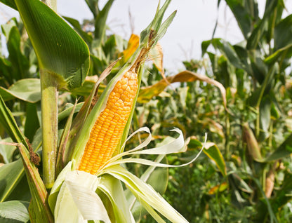 50 Sugar Buns Corn (Zea Mays) Seeds
