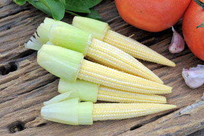 75 Baby Corn (Zea Mays) Seeds