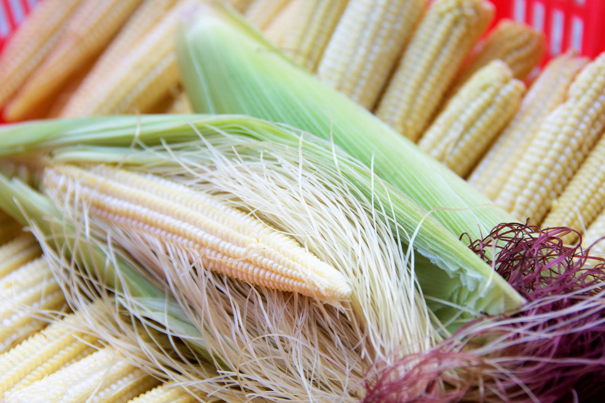 75 Baby Corn (Zea Mays) Seeds