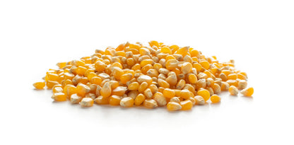 75 South American Yellow Popcorn (Zea Mays) Seeds