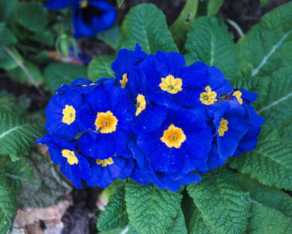 15 Accord Blue English Primrose (Primula Vulgaris) Seeds
