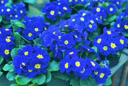 15 Accord Blue English Primrose (Primula Vulgaris) Seeds