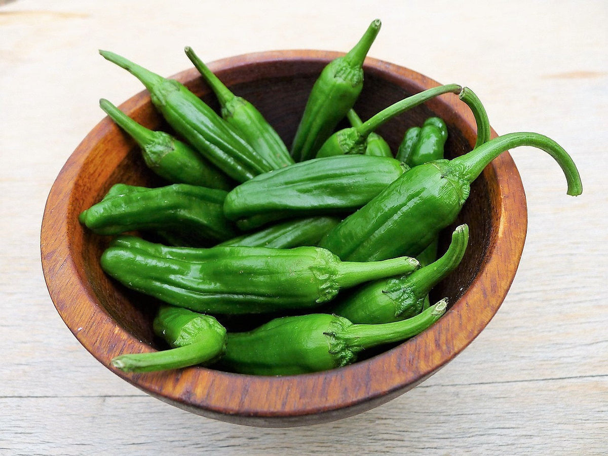 50 Shishito Pepper (Capsicum Annuum) Seeds