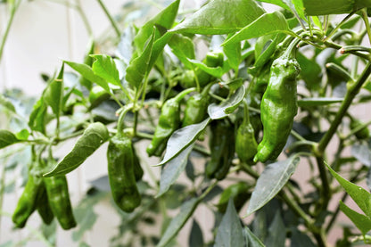 50 Shishito Pepper (Capsicum Annuum) Seeds