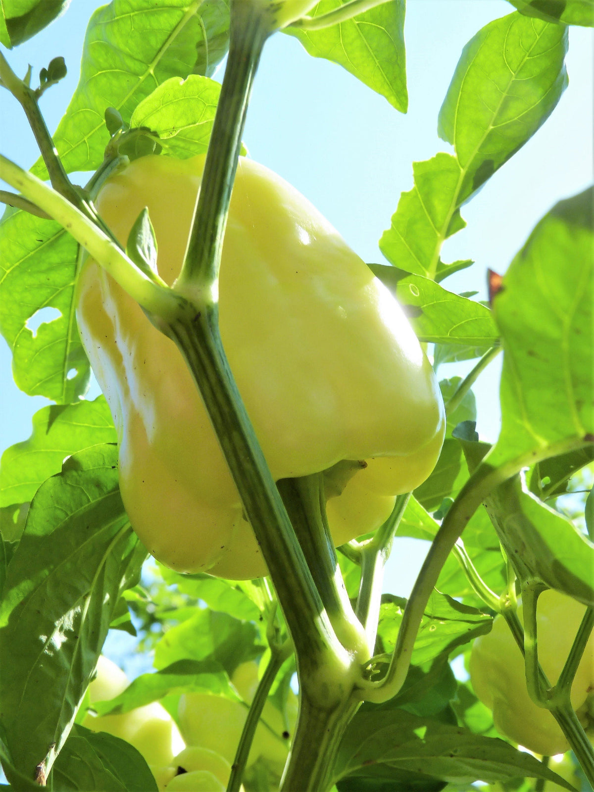 50 WHITE CLOUD BELL PEPPER Sweet Mild Capsicum Annuum Vegetable Seeds