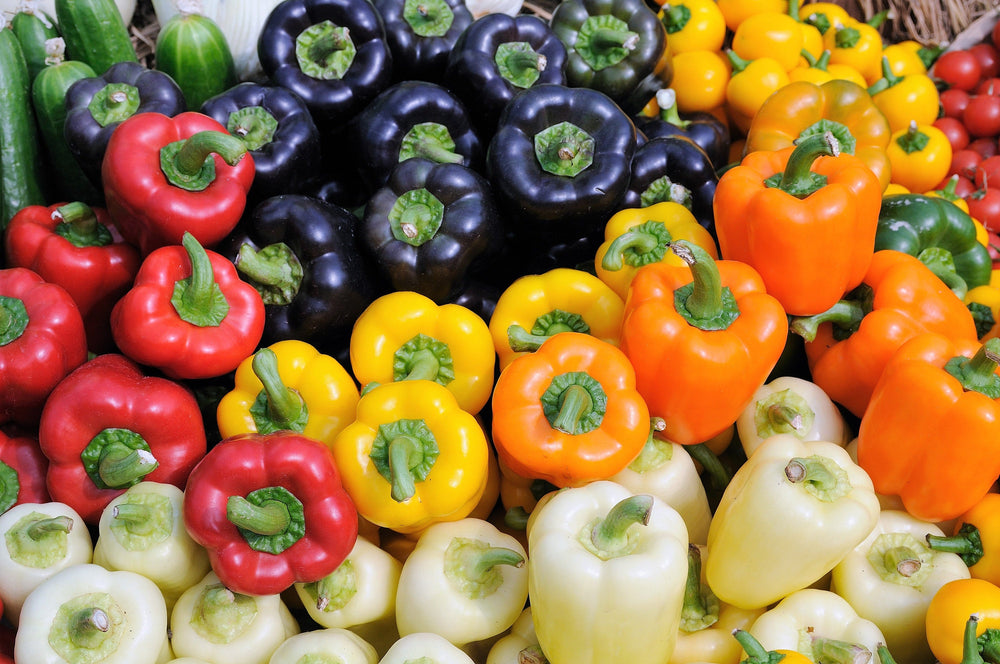 150 Rainbow Bell Pepper (Capsicum Annuum) Seeds
