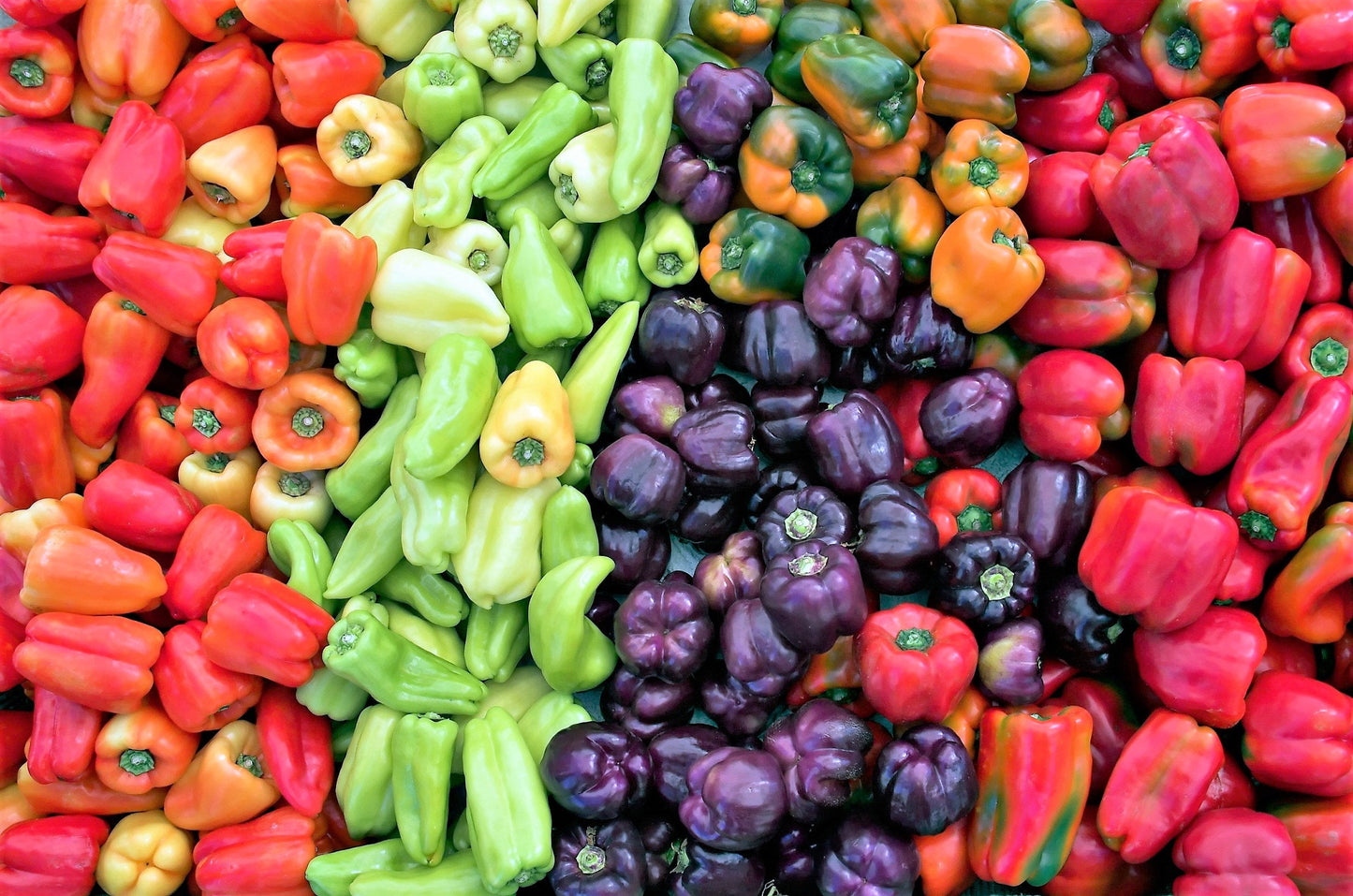 150 Rainbow Bell Pepper (Capsicum Annuum) Seeds