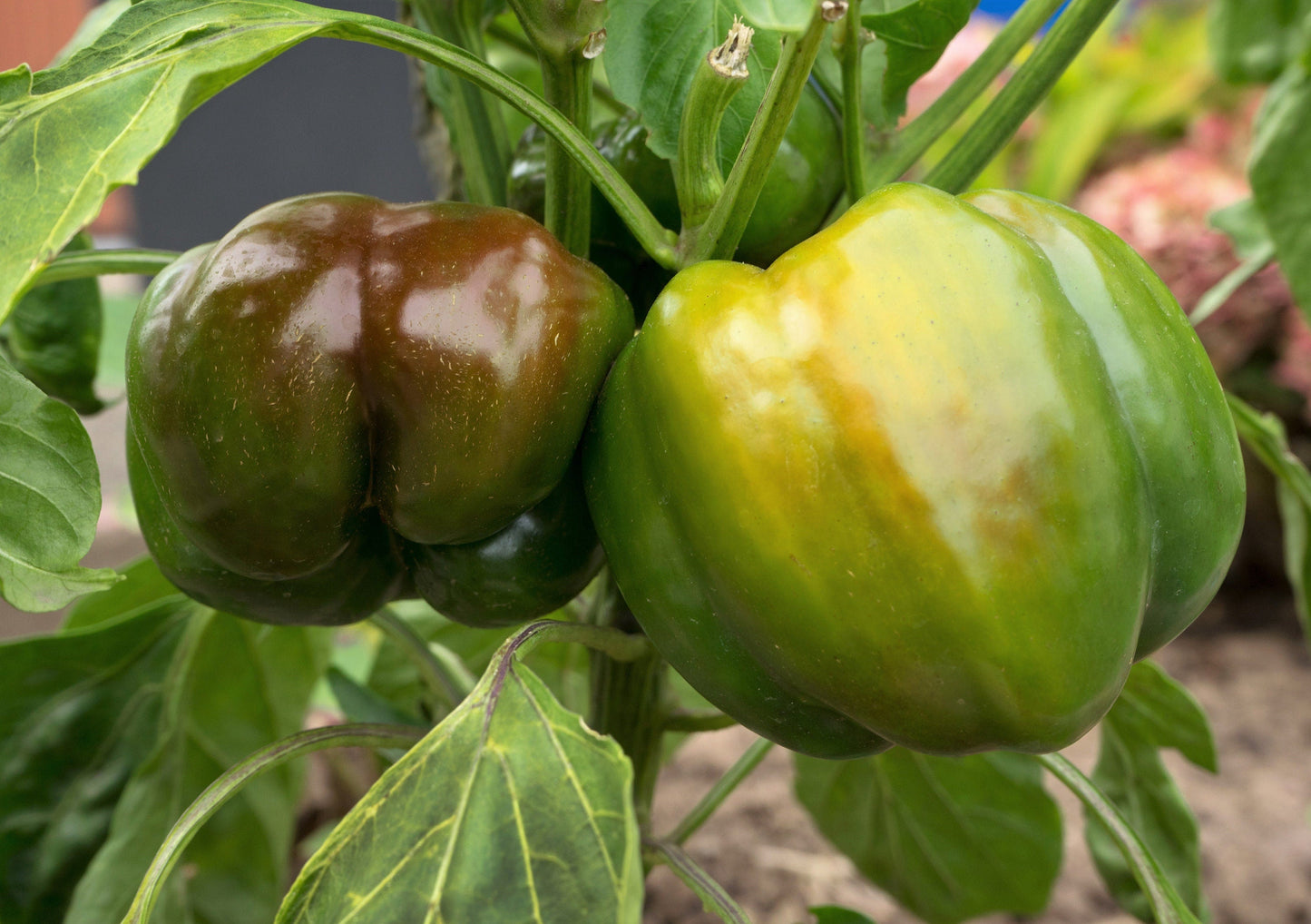 20 Chocolate Mini Bell Pepper (Capsicum Annuum) Seeds