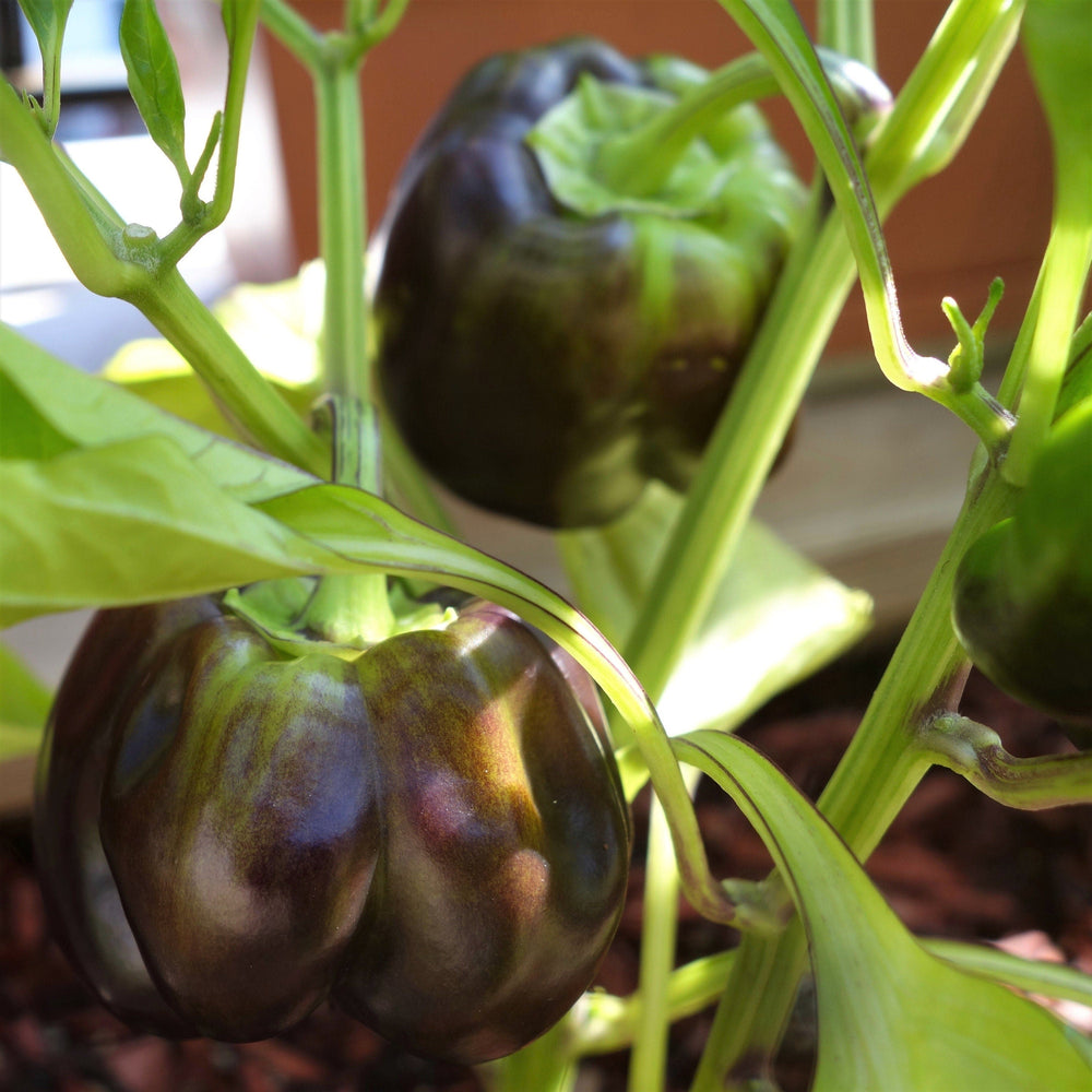 20 Chocolate Mini Bell Pepper (Capsicum Annuum) Seeds