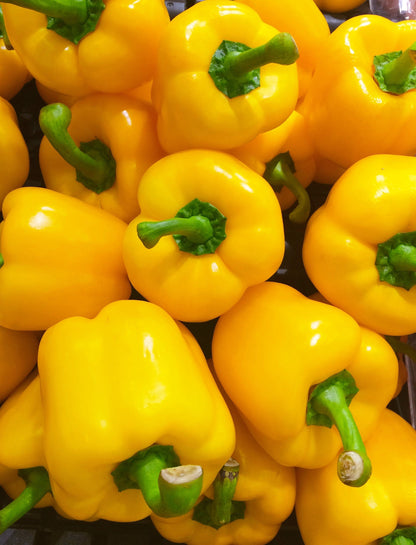 20 Organic Yellow MINI BELL PEPPER Sweet Mild Miniature Capsicum Annuum Vegetable Seeds
