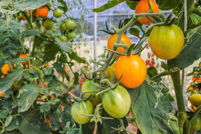100 Orange cherry Tomato (Solanum Lycopersicum) Seeds